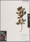 Foto von Salix caprea L.